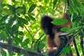 8232 Kutai NP Orang Oetan