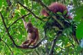 8275 Kutai NP Orang Oetan