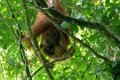 8283 Kutai NP Orang Oetan