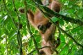 8285 Kutai NP Orang Oetan