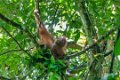 8302 Kutai NP Orang Oetan