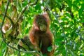 8309 Kutai NP Orang Oetan