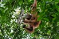 8343 Kutai NP Orang Oetan