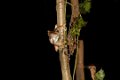 8396 Kutai NP Kikker