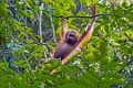 8419 Kutai NP Orang Oetan