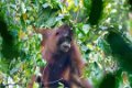 8443 Kutai NP Orang Oetan
