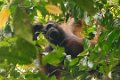8445 Kutai NP Orang Oetan