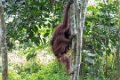 8458 Kutai NP Orang Oetan