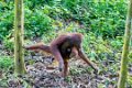 8461 Kutai NP Orang Oetan