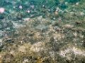 0092 Derawan Onder water