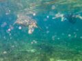 0098 Derawan Schildpad