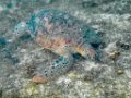 0103 Derawan Schildpad