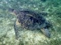 0105 Derawan Schildpad