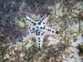 0115 Derawan Onder water