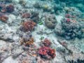 0157 Maratua Island Onder water