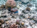 0159 Maratua Island Onder water