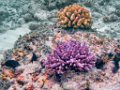 0164 Maratua Island Onder water
