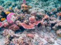 0169 Maratua Island Onder water