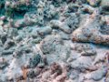 0170 Maratua Island Onder water