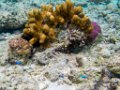 0173 Maratua Island Onder water