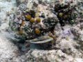 0190 Maratua Island Onder water