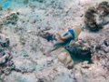0205 Derawan Onder water