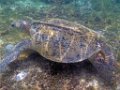0208 Derawan Onder water