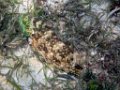 0210 Derawan Onder water