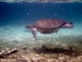 0212 Derawan Onder water