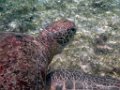 0222 Derawan Onder water