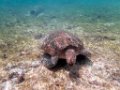0225 Derawan Onder water