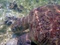 0227 Derawan Onder water
