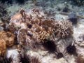 0245 Derawan Onder water