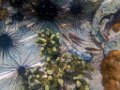 0247 Derawan Onder water