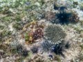 0259 Derawan Onder water