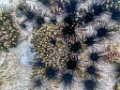 0275 Derawan Onder water