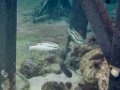0284 Derawan Onder water