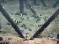 0298 Derawan Onder water