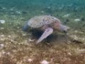 0305 Derawan Onder water