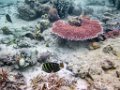 0312 Derawan Onder water