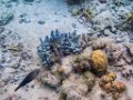 0313 Derawan Onder water