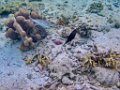 0314 Derawan Onder water