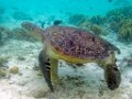 0322 Derawan Onder water