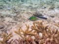 0324 Derawan Onder water