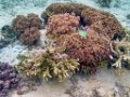 0325 Derawan Onder water