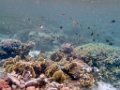 0330 Derawan Onder water