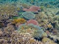 0331 Derawan Onder water