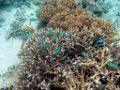 0332 Derawan Onder water