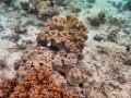 0334 Derawan Onder water