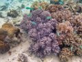 0336 Derawan Onder water